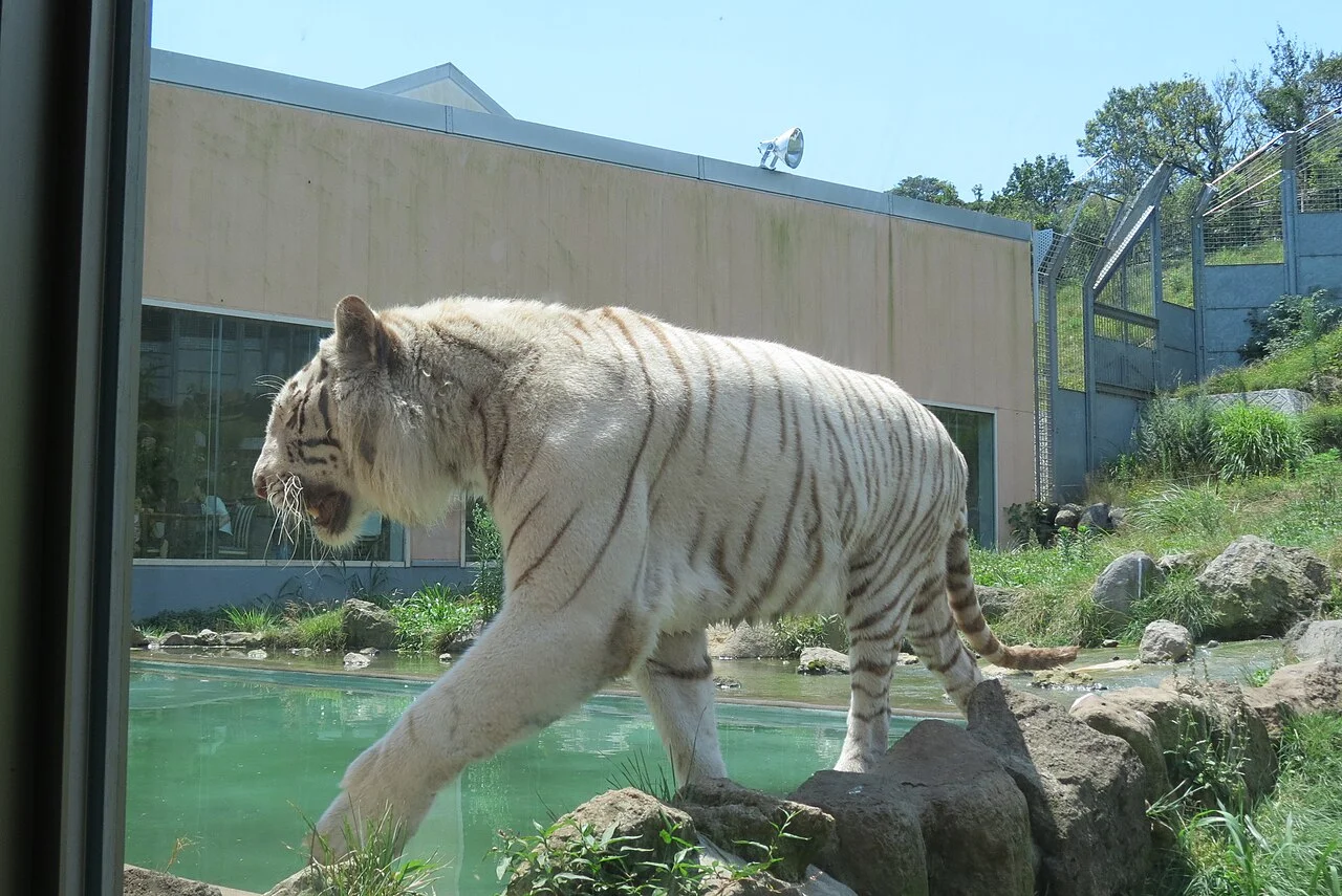 White tiger walking beside rocks in an Izu Animal Kingdom enclosure