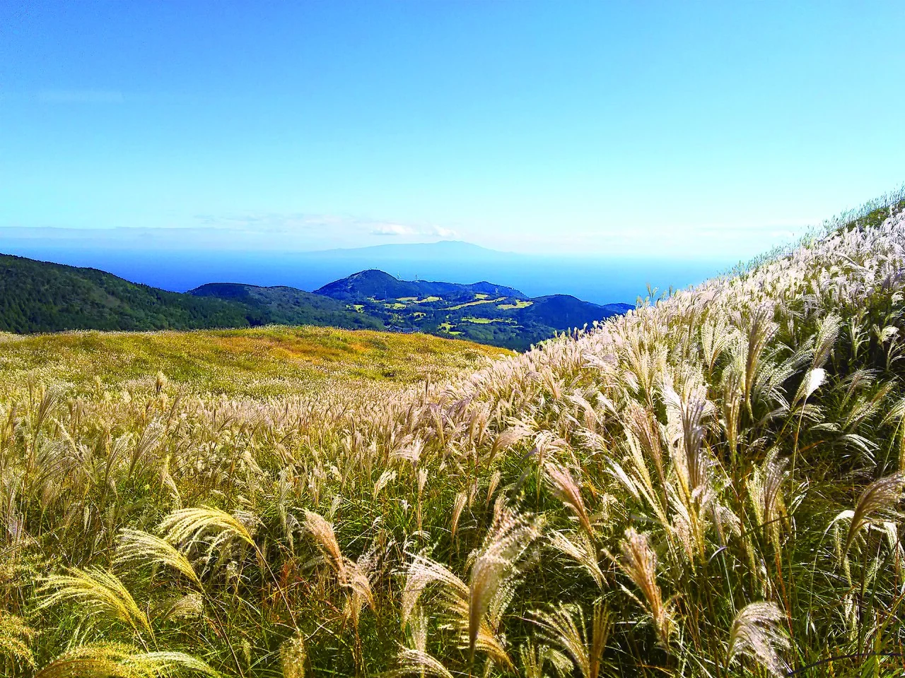 Silver pampas grass on Hosono Highlands with the sea and Izu islands beyond