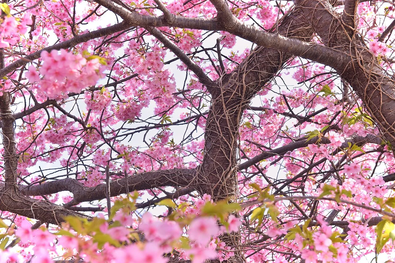Pink Kawazu cherry blossoms and branches against a blue sky