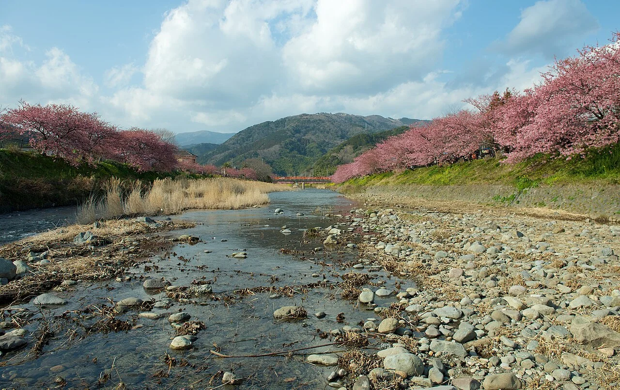 Pink cherry trees along the rocky bed of the Kawazu River