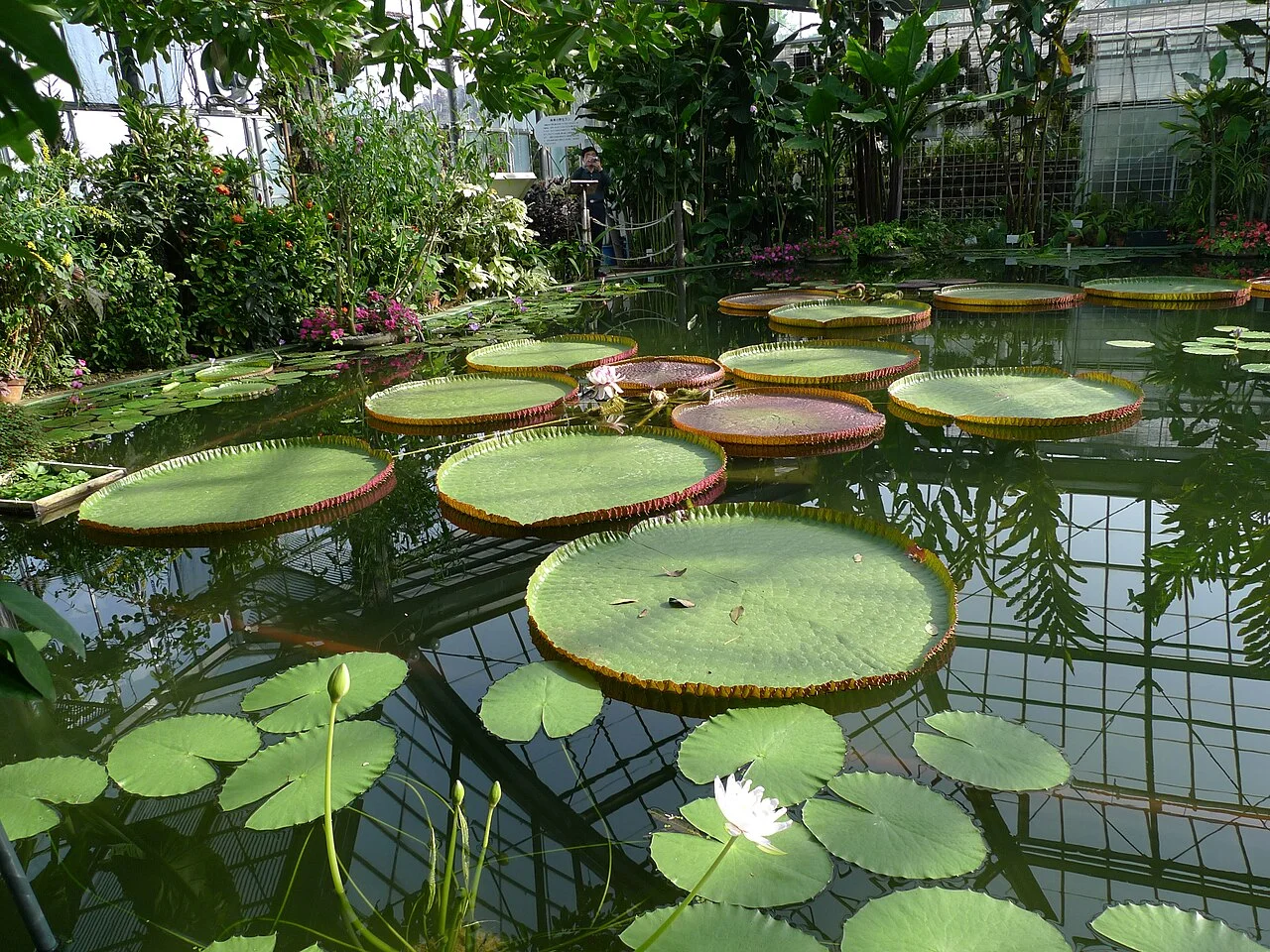 Large round water-lily leaves in a greenhouse pool at Atagawa