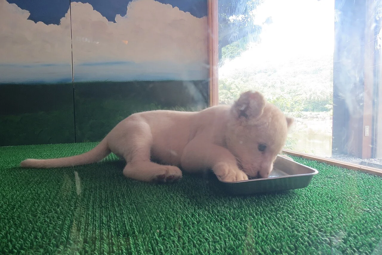 White lion cub resting indoors at Izu Animal Kingdom, photographed in August 2012
